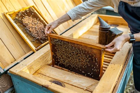 How To Manage A Bee Colony I Love Beekeeping