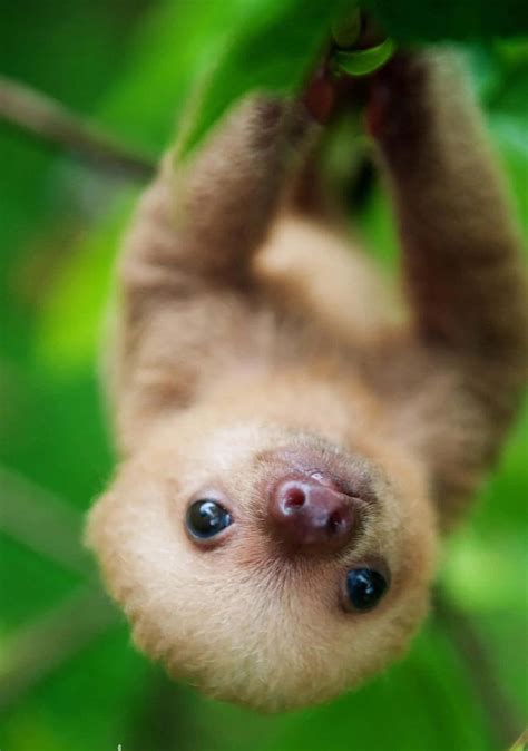 100 Baby Sloth Pictures