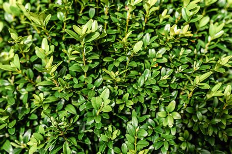 How To Care For Your English Boxwood Shrubs 2022