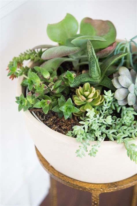 You're lost and thirsty in a desert. A Color Happy Home that Pantone Would Drool Over | Plants ...