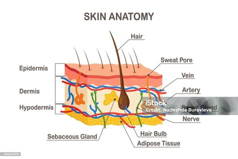 Human Skin Anatomy Layered Epidermis With Hair Bulb Sweat And Sebaceous