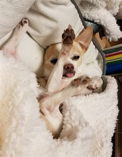 Caring For Your Chihuahua Cutetropolis