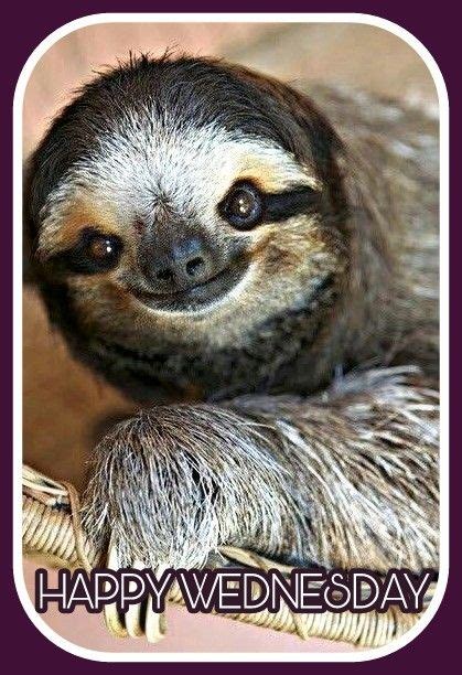 Happy Wednesday Cute Animals Baby Animals Cute Baby Sloths