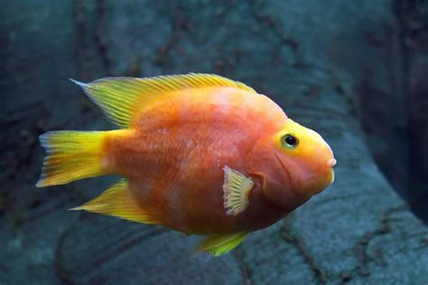 Blood Parrot Fish Blood Red Cichlid Care And Tank Mates Fishkeeping World
