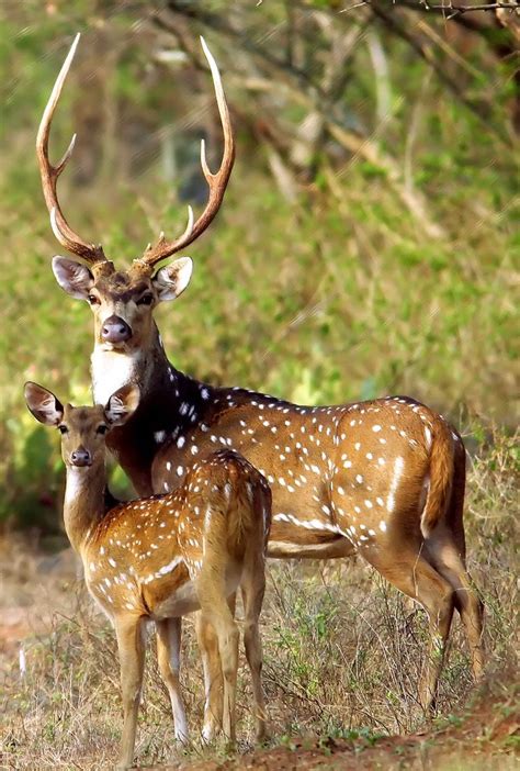 .within kleurplaat 2019 kleurplaat schattig diertje kleurplaten van schattige diertjes kleurplaat here is required notification. Herten | Schattige dieren, Herten, Dieren mooi