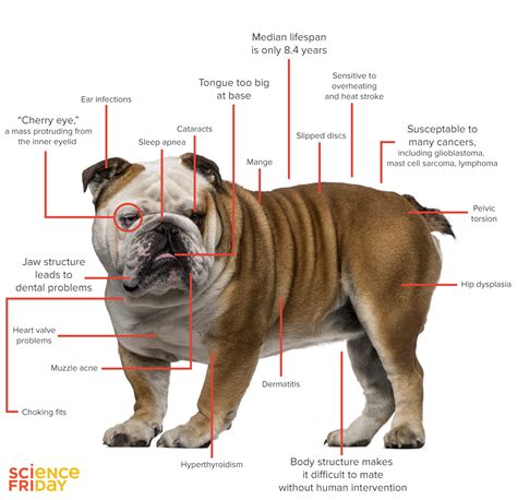 Is A Healthier English Bulldog Possible Science Friday
