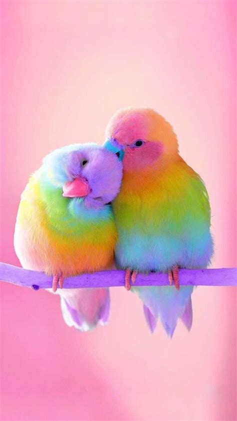 Colorful Birds Wallpapers Top Free Colorful Birds Backgrounds