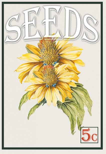 Flower Seed Packet Poster Free Stock Photo Public Domain Pictures