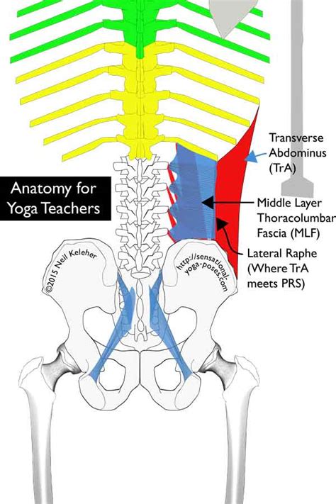 Thoracolumbar Spine Anatomy