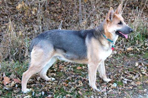 Blue German Shepherd Puppies For Sale Near Me