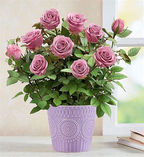 Lavish Lavender Rose Plant 157139