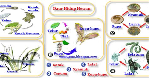 Bentuk nyamuk yakni panjang dan juga mempunyai sayap yang bersisik, kaki panjang, dan juga moncong yang panjang. berbagainfo: Daur Hidup Hewan