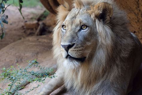 African Lion Zoo Atlanta