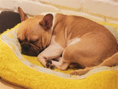 6 Best Beds For French Bulldogs In 2023 Frenchie Shop