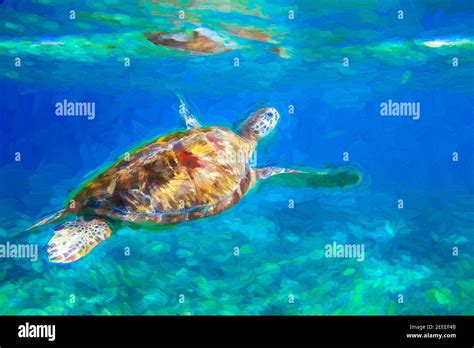 Sea Turtle In Blue Water Digital Illustration Green Turtle Underwater