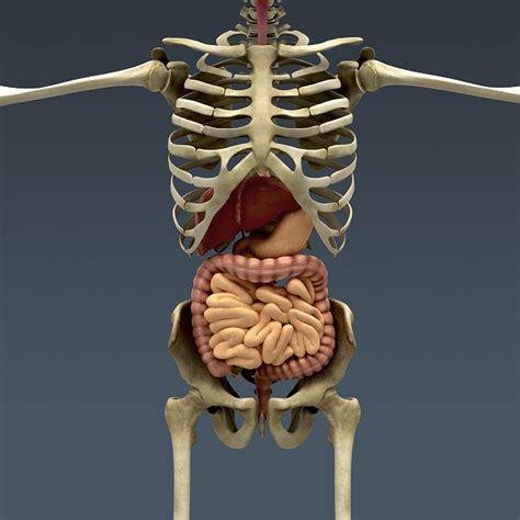 The torso or trunk is an anatomical term for the central part, or core, of many animal bodies (including humans) from which extend the neck and limbs. Human Male Body, Muscular, Digestive System and Skeleton - Anatomy 3d model - CGStudio