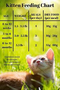 Feeding Your Kitten Helpful Kitten Feeding Schedules And Charts