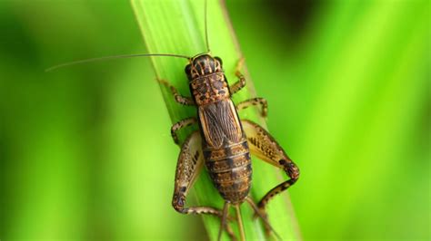 In older literature, such as imms, crickets were placed at the family level (i.e. 🥇Crickets Pest Control: Sunshine Coast Pest Control