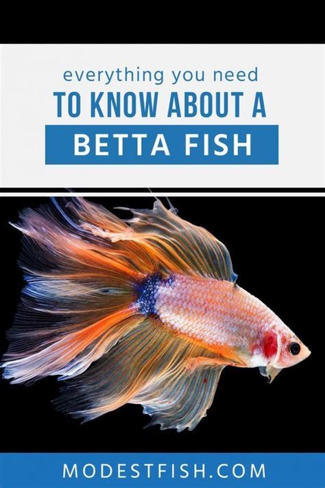 Betta Fish Care Sheet Expert Guide For Aquarists Betta Fish Care