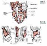 What Are The Core Muscles Names Images
