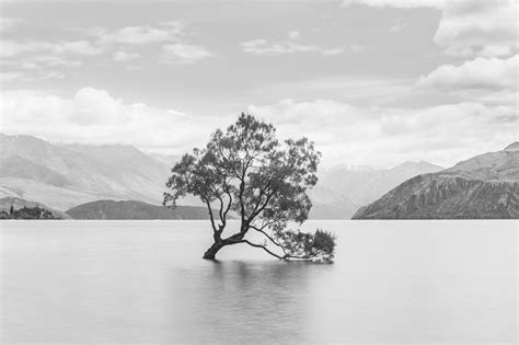 Wanaka Tree New Zealand