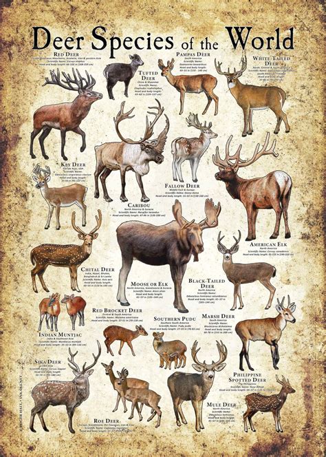 Buy Deer Species Of The World Poster Print Online In India Etsy