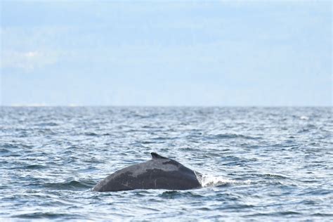 First Humpback Moms And Calves Of 2023 Arrive In Salish Sea — Pacific