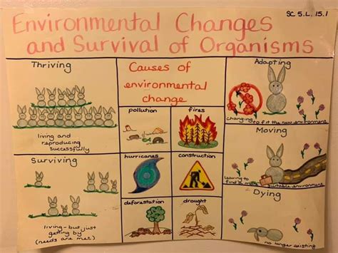 Environmental Changes In Ecosystems Anchor Chart