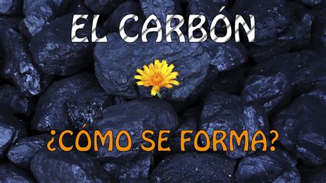La FormaciÓn Del CarbÓn Carbonificación Youtube