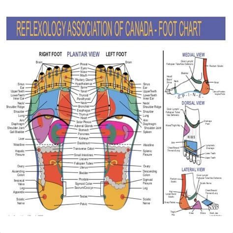 Printable anatomical charts and diagrams. Printable Reflexology chart in PDF format | Reflexology ...