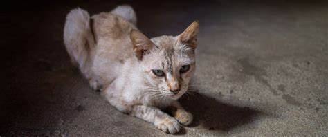 Если кот ничего не ест и похудел