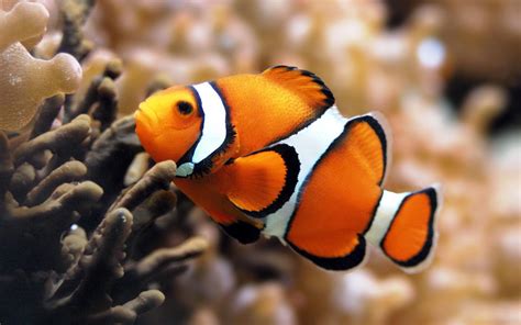 Unique Wallpaper: Exotic Fish Wallpaper HD