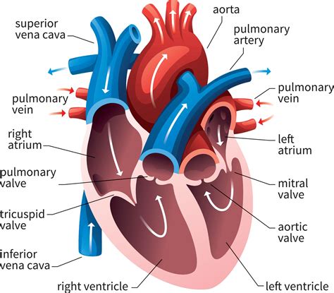 Labeled Heart Anatomy