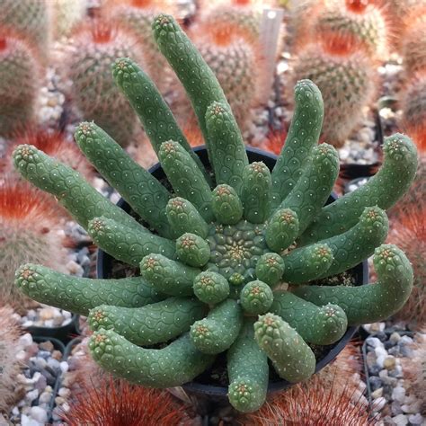 Euphorbia Esculenta Rare Unusual Cactus Cacti Real Live Plant Ebay