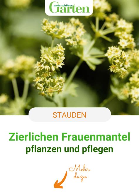 Haben stauden wie katzenminze und frauenmantel im juni den höhepunkt ihrer ersten blüte überschritten, schneidet man sie zurück. Zierlicher Frauenmantel: Robuster Bodendecker ...