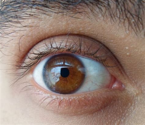 Beautiful Brown Eyes Color Hd Beautiful Brown Eyes Eye Color Beautiful
