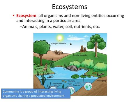 Ppt Ecosystems Powerpoint Presentation Free Download Id