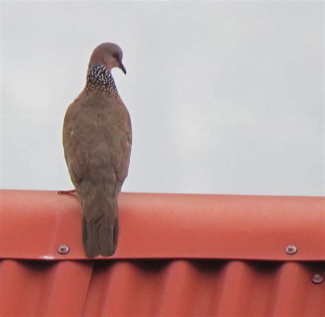 Life Birding Photos And Everything Balcony Birding In Hawaii