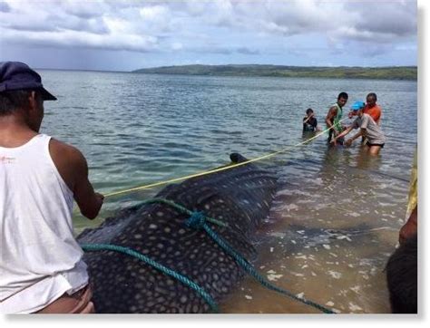 Dead Whale Shark Discovered On Coast Of Bukas Grande Island