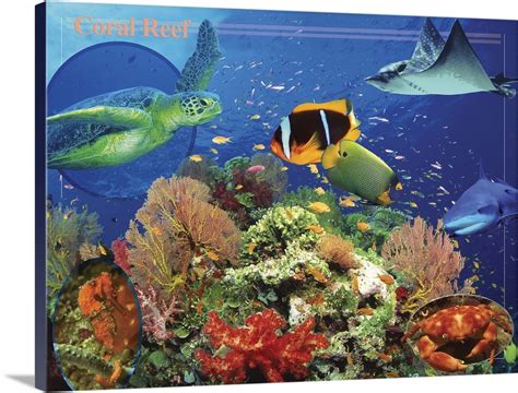 Coral Reef Wall Art Canvas Prints Framed Prints Wall Peels Great