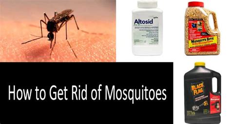 How To Get Rid Of Mosquitoes 7 Tried And True Ways