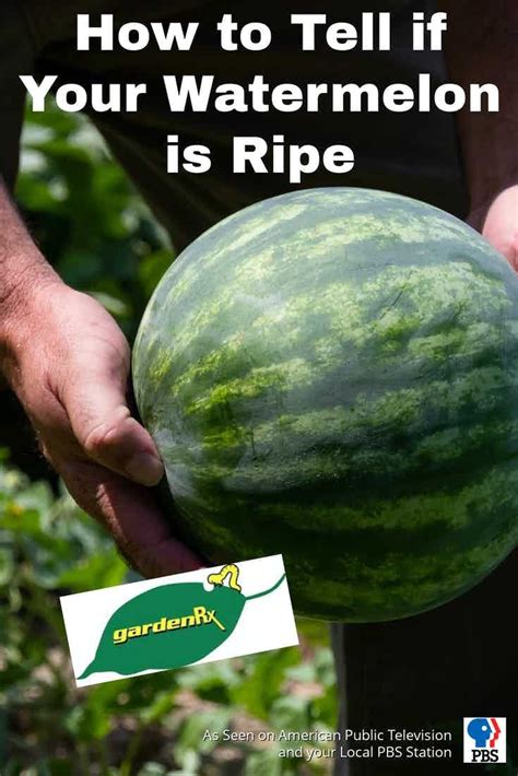 Just like with all the other melons, focus on the sweet aroma to tell how ready it is to eat. How to Tell if Your Watermelon is Ripe in 2020 ...