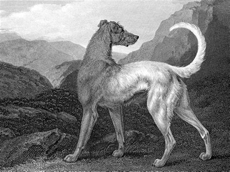 What Is The Story Of Gelert The Dog Teaching Wiki Twinkl