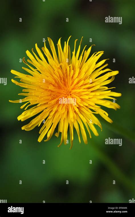 Dandelions On The Lawn Stock Photo Alamy