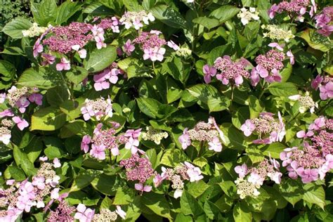 Als eine der lieblingsblumen im garten gilt die hortensie (hydrangea). Hortensie Endless Summer schneiden » Wann und wie?