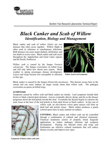 Black Canker And Scab Of Willow Bartlett · Black Canker And Scab Of