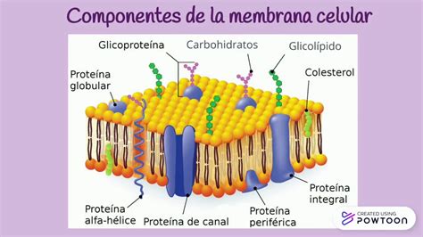 Estructura De La Membrana Celular Y Evolución De Modelos