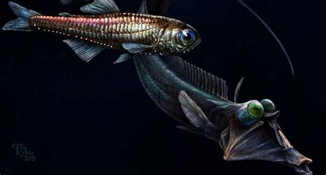 ¿Los peces que viven en las profundidades son ciegos? Científicos hacen