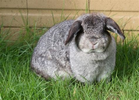 Obesity In Rabbits Petmd
