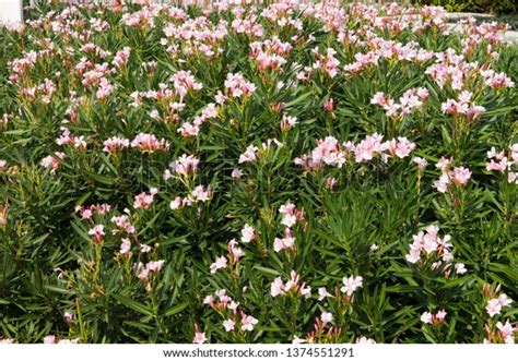 Nerium Oleander L Flower Bouquet Bunched Stock Photo 1374551291